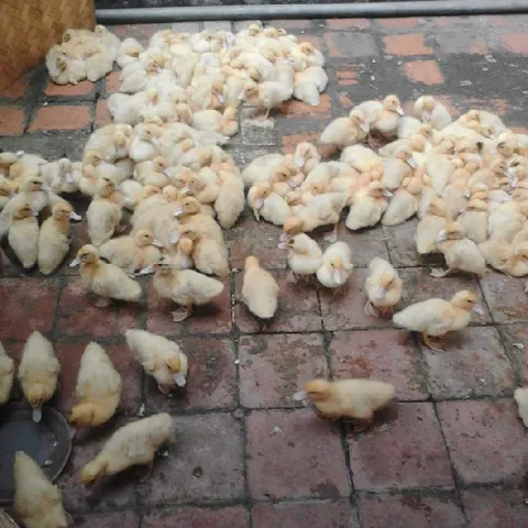 Hướng dẫn chăn nuôi ngan