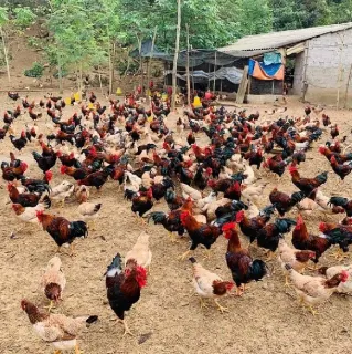 Cung cấp gà lạc thủy giống