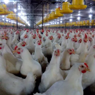 Hướng dẫn nuôi gà giò siêu thịt