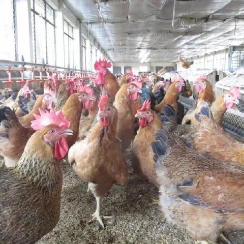 Kỹ thuật nuôi gà sinh sản siêu thịt