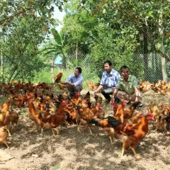 Hướng dẫn cách tính chi phí nuôi gà thả vườn 1000 con