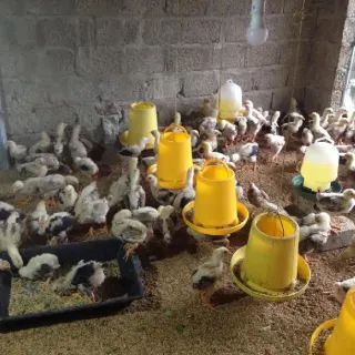 Vệ sinh, thức ăn, nước uống nuôi gà