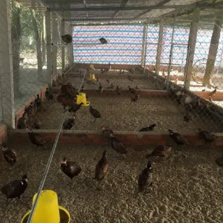 Vệ sinh chuồng trại và phòng bệnh cho chim trĩ