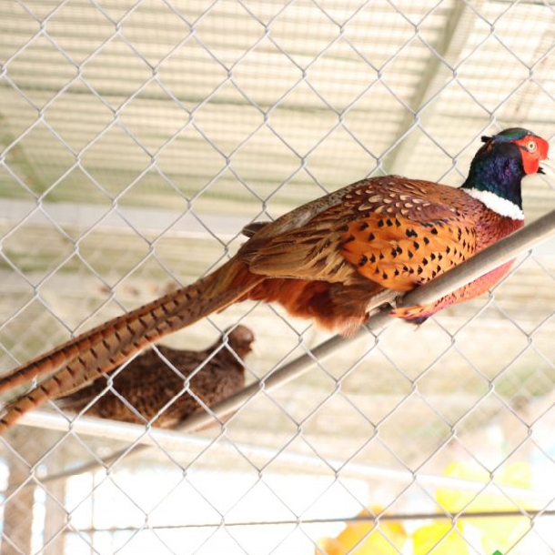 Trại Bán Giống Chim Trĩ Đỏ - Chim Trĩ Xanh Uy Tín Tại Tphcm - Miền Nam