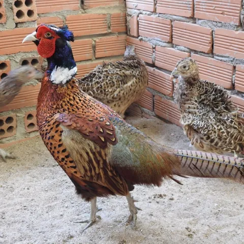 Các loại thức ăn nuôi trĩ hiệu quả