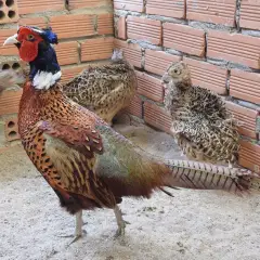 Sự sinh trưởng của chim trĩ