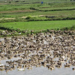 Hướng dẫn nuôi vịt chăn thả