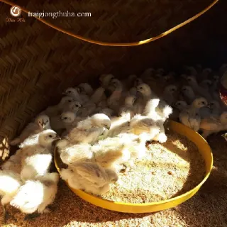 Gà ác thuần chủng Việt Nam