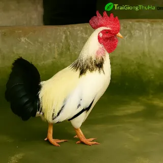 Gà Tè
