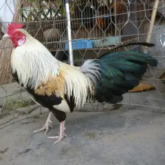Gà tre