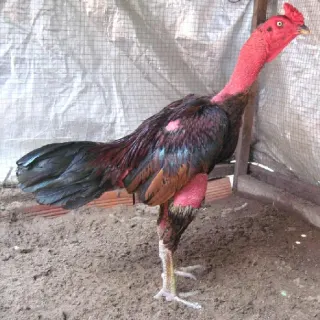 Gà nòi