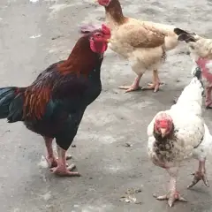 Gà móng thuần Duy Tiên