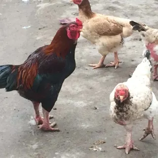Gà móng thuần Duy Tiên