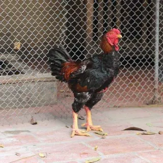 Gà Hồ Thuần chủng