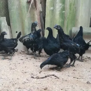 Gà H’Mông