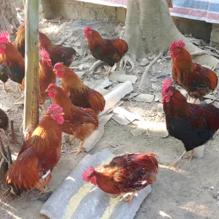 Gà cáy củm