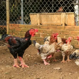 Gà Đông Cảo