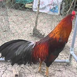 Gà Chợ Lách