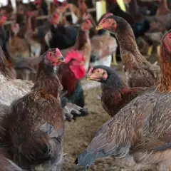 Gà ri Ninh Hòa