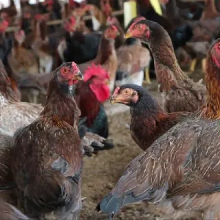 Gà ri Ninh Hòa
