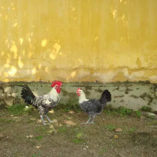 Gà VCN