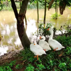Ngỗng sen