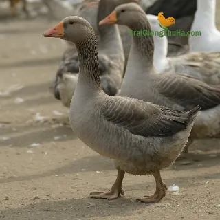 Ngỗng Hunggary
