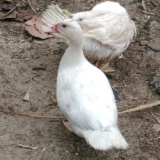 Vịt Bạch Tuyết