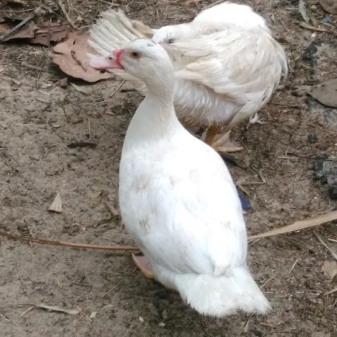 Vịt Bạch Tuyết