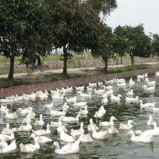 Vịt bầu cánh trắng