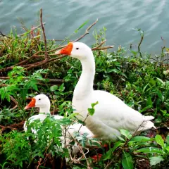Vịt cỏ