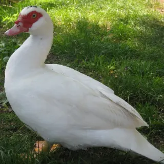Ngan nhà