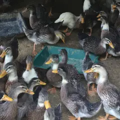 Vịt Cổ Lũng
