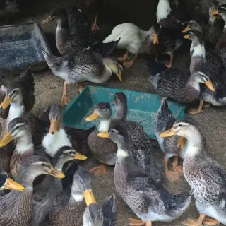 Vịt Cổ Lũng