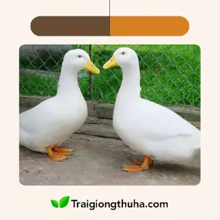 Vịt Đại Xuyên