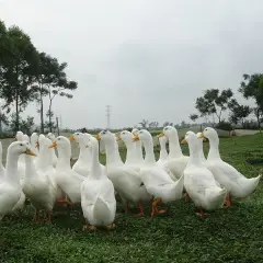 Vịt siêu nạc ( Vịt Grimaud )