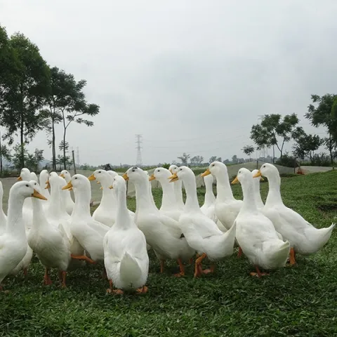 Vịt siêu nạc ( Vịt Grimaud )