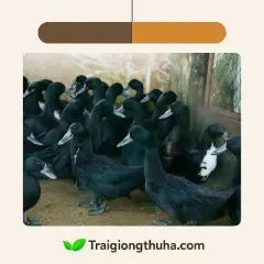 Vịt Kỳ Lừa giống