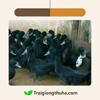 Vịt Kỳ Lừa giống
