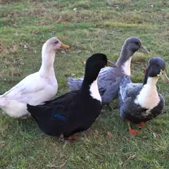 Vịt Shetland