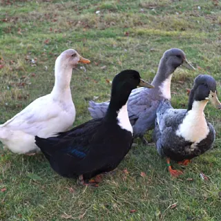 Vịt Shetland