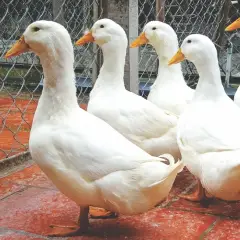 Vịt siêu thịt