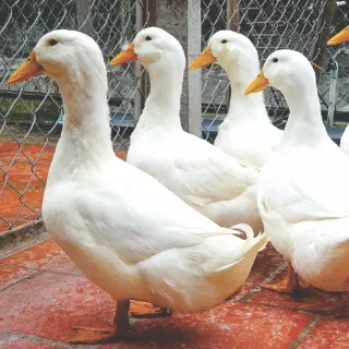 Vịt siêu thịt