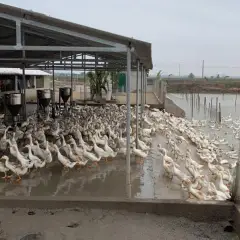 vịt Triết Giang