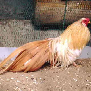 Đặc điểm và kỹ thuật nuôi gà tre Tân Châu