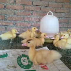 Bệnh viêm xoang mũi truyền nhiễm trên vịt