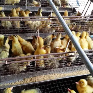 Hướng dẫn cách điều trị bệnh phó thương hàn trên vịt