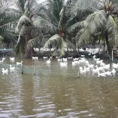 Yêu cầu ao hồ nuôi vịt theo hình thức nuôi nhốt