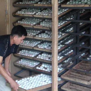 Kỹ thuật ấp trứng vịt