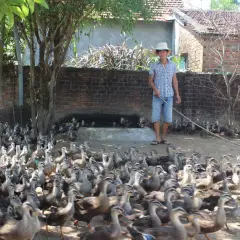 kinh nghiệm chăn nuôi vịt trời